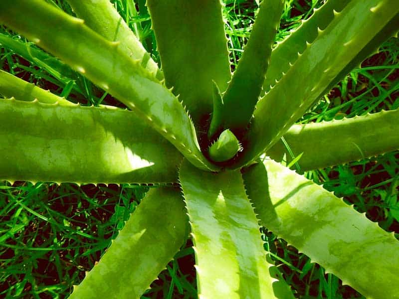 Corso aloe vera